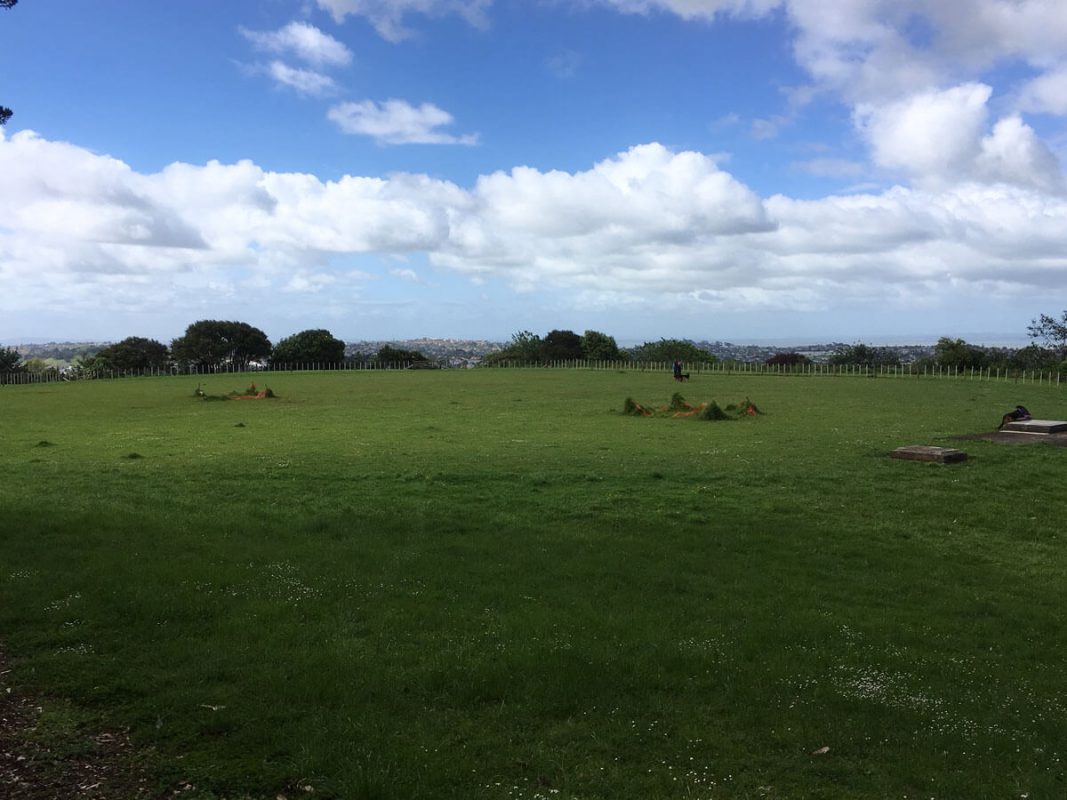 The boggy field on the top of Mt Albert Mt Albert's boggy off-leash paddock for dogs